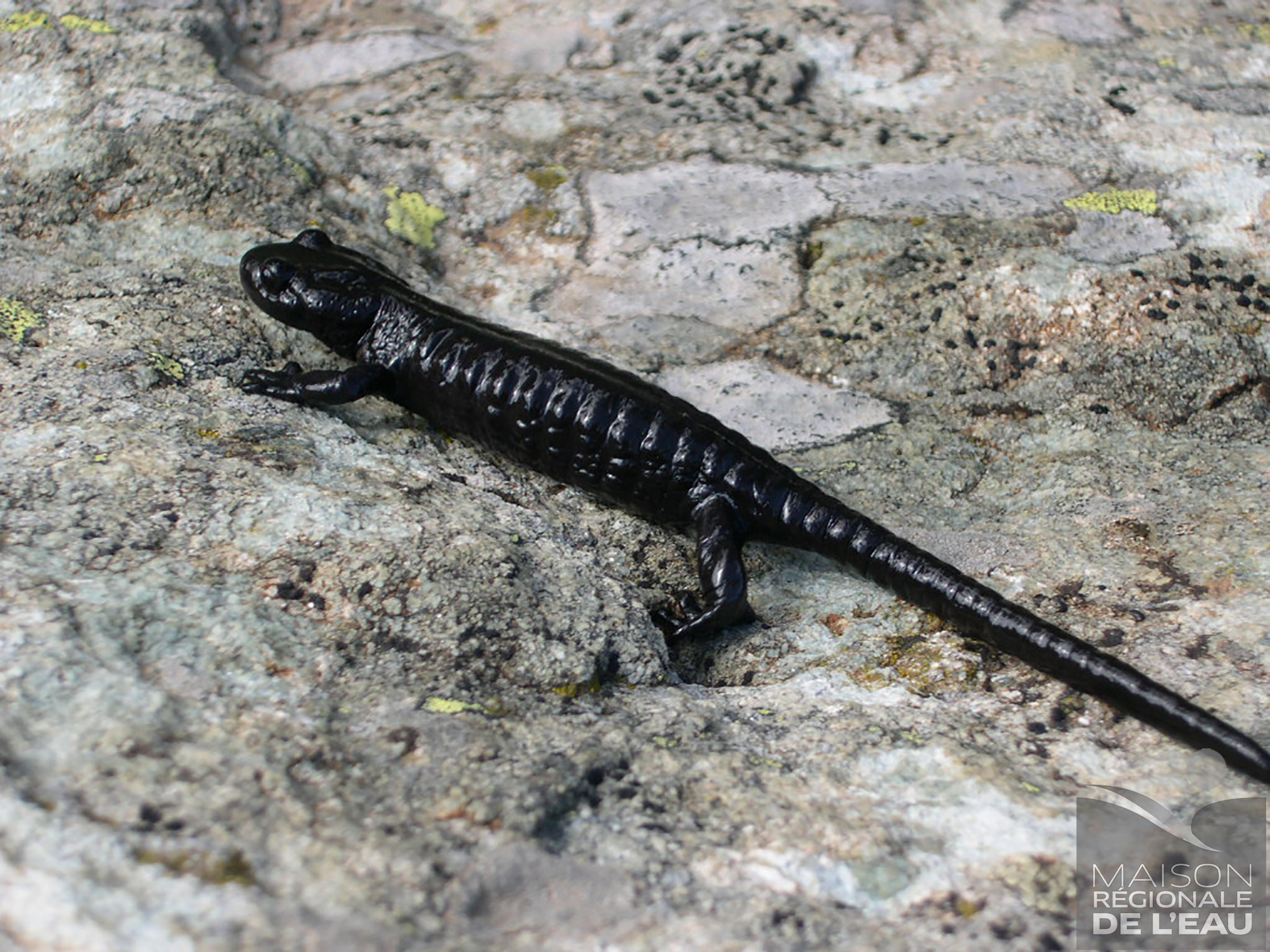 Salamandre de Lanza (Salamandra lanzai)