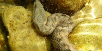 Couleuvre vipérine (Natrix maura)