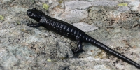 Salamandre de Lanza (Salamandra lanzai)