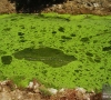 Bloom algal