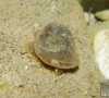 Gastéropode (limnaeidae)