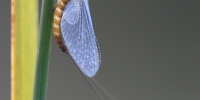 Ephémère adulte (heptageniidae ecdyonurus zelleri)