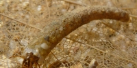 Larve de trichoptère (odontoceridae)