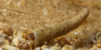Larve de trichoptère (odontoceridae)